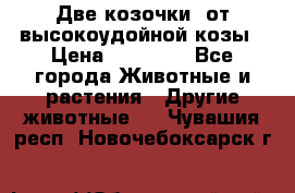 Две козочки  от высокоудойной козы › Цена ­ 20 000 - Все города Животные и растения » Другие животные   . Чувашия респ.,Новочебоксарск г.